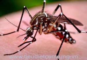 Phun muỗi tại Dương Kinh
