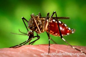 Phun muỗi tại Kiến An